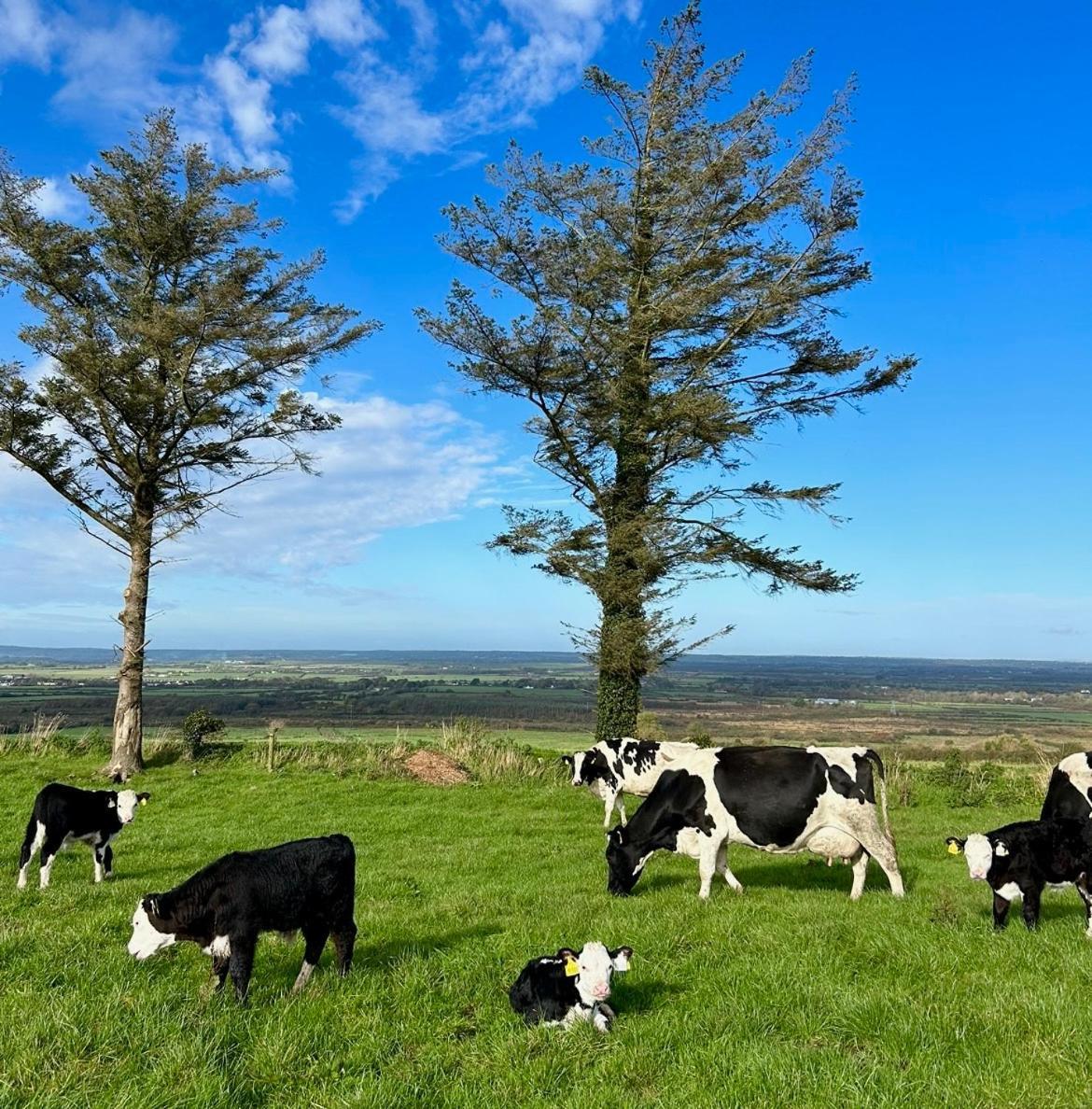 Breenville Farm House Tralee Zewnętrze zdjęcie